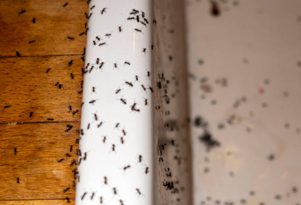 Best Termite Control Services  in Orange, OH